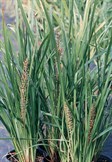 Fine Leaf Lomandra