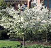 Flowering Crab Apples