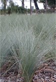 Kingsdale Poa