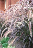 Purple Fountain Grass