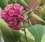Red Cestrum