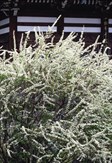 Baby's Breath Spirea