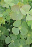 Common Nardoo