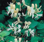 Japanese Honeysuckle