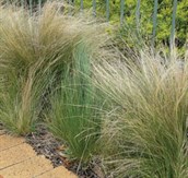 Nassella Grasses