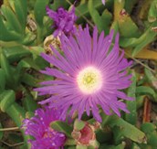 Pigface