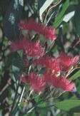 Red Ironbark