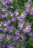 Scaevola, Fan Flower