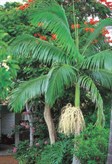 Alexander Palm