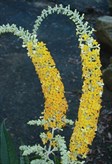 Buddleia 'Wattle Bird'