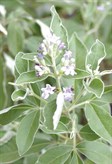 Creeping Vitex