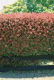 Dwarf Photinia