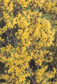 Forsythia