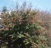 Hawthorn