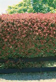 Photinia
