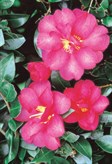Sasanqua Camellias