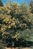 Willow Leaf Wattle