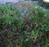 Asparagus Fern