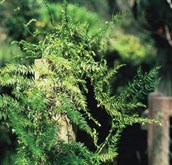 Asparagus Ferns