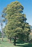 Blackwood