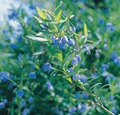 Bluebell Creeper