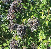 Broad Leaf Privet / Small Leaf Privet