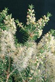 Dryland Tea-tree