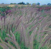 Fountain Grass