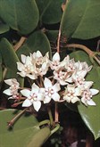 Native Hoya