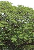 Rain Tree
