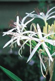 Swamp Lily