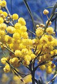 Wirilda, Swamp Wattle