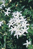 Azores Jasmine