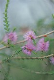 Cross-leaved Honey-myrtle