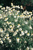 Golden Everlasting Daisy