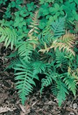 Gristle Fern