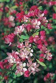 Japanese Flowering Crab Apple