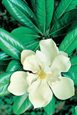 Magnolia Little Gem