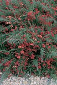 Mt. Tamboritha Grevillea, Prostrate Woolly Grevillea