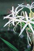 Swamp Lily
