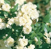 Banksia Rose
