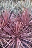 Cabbage Tree