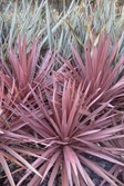 Cabbage Tree