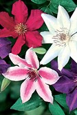 Clematis