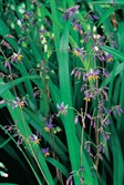 Dianella Goddess
