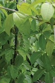 Garlic Vine