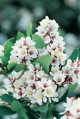 Indian Hawthorn