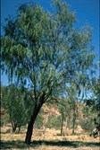 Ironwood