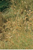 Kangaroo Grass