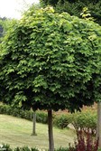 Mop Top Maple
